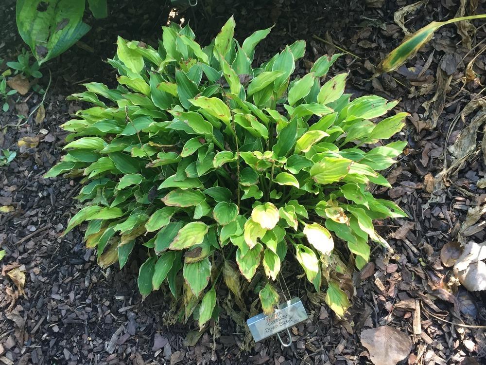 Photo of Hosta 'Lakeside Down Sized' uploaded by BookerC1