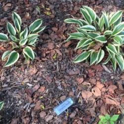 Location: Hornbaker's Gardens, Princeton, IL
Date: 2015-09-12
Fairly small plants, attractive grouped together