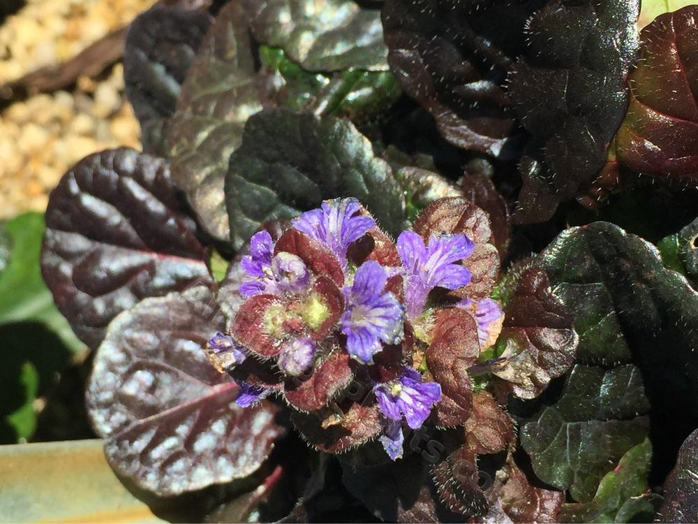 Photo of Bugleweed (Ajuga reptans Black Scallop™) uploaded by BookerC1