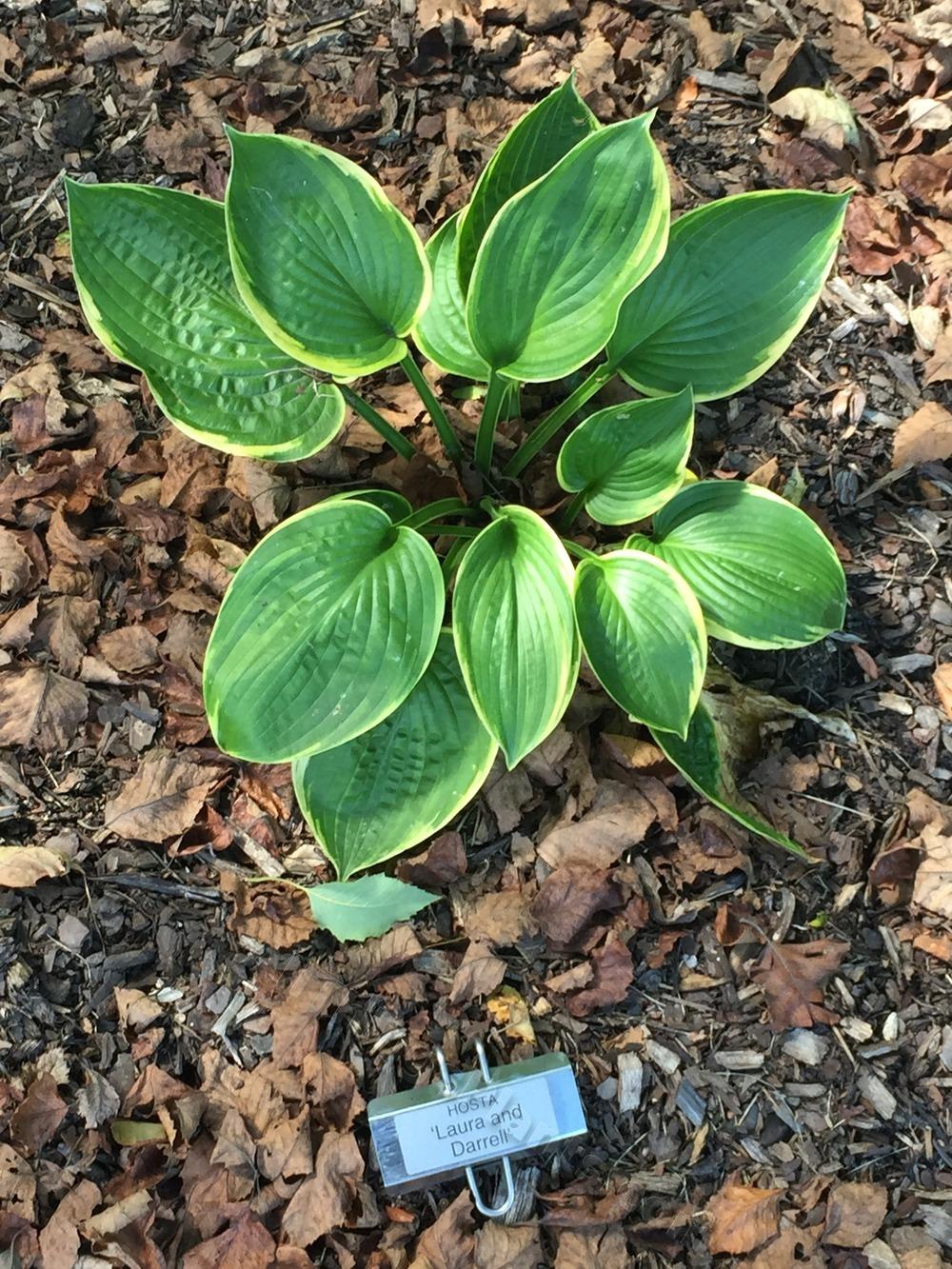 Photo of Hosta 'Laura and Darrell' uploaded by BookerC1