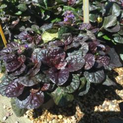 Location: Hornbaker's Gardens, Princeton, IL
Date: 2015-09-12
Very attractive, both used in grouped plantings and massed as gro