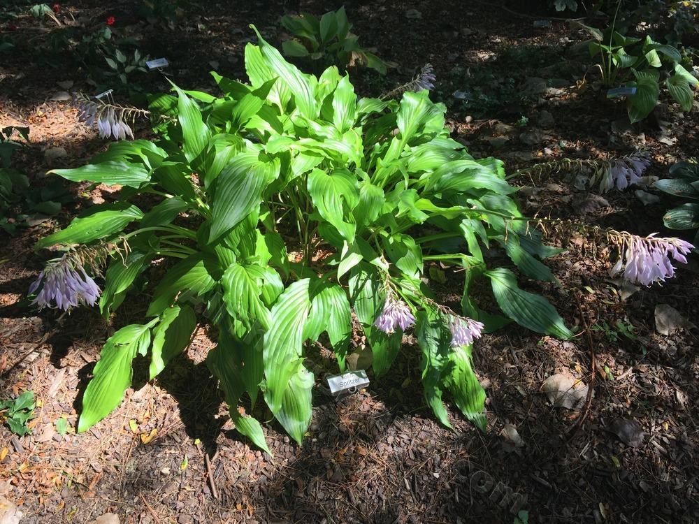 Photo of Hosta 'Spritzer' uploaded by BookerC1