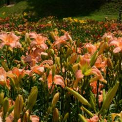 Location: A visit to BLUE RIDGE DAYLILIES in NC.
Date: 2015-10-21