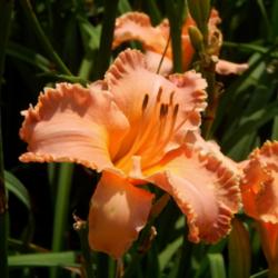 Location: A visit to BLUE RIDGE DAYLILIES in NC.
Date: 2015-07-08