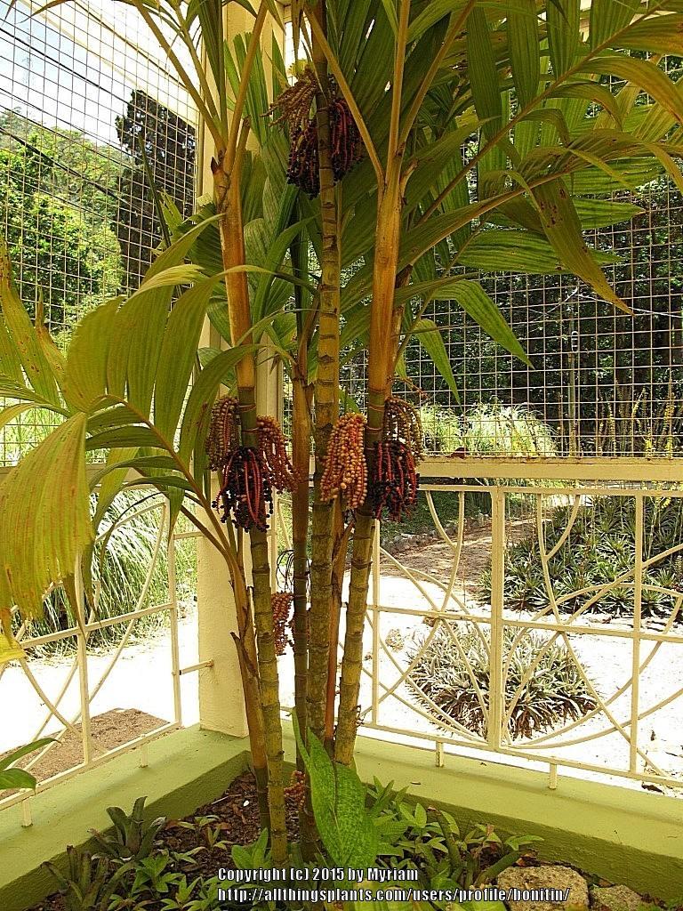 Photo of Kuhl's Palm (Pinanga coronata) uploaded by bonitin