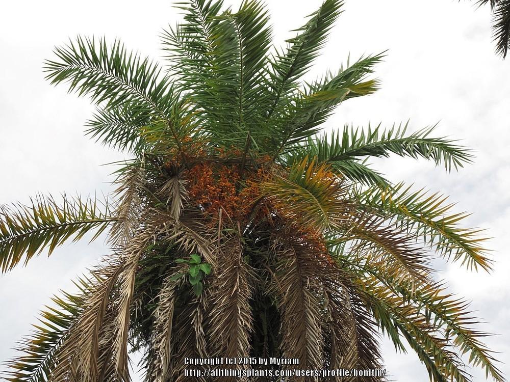 Photo of Date Palm (Phoenix dactylifera) uploaded by bonitin