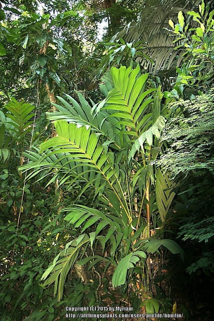 Photo of Kuhl's Palm (Pinanga coronata) uploaded by bonitin