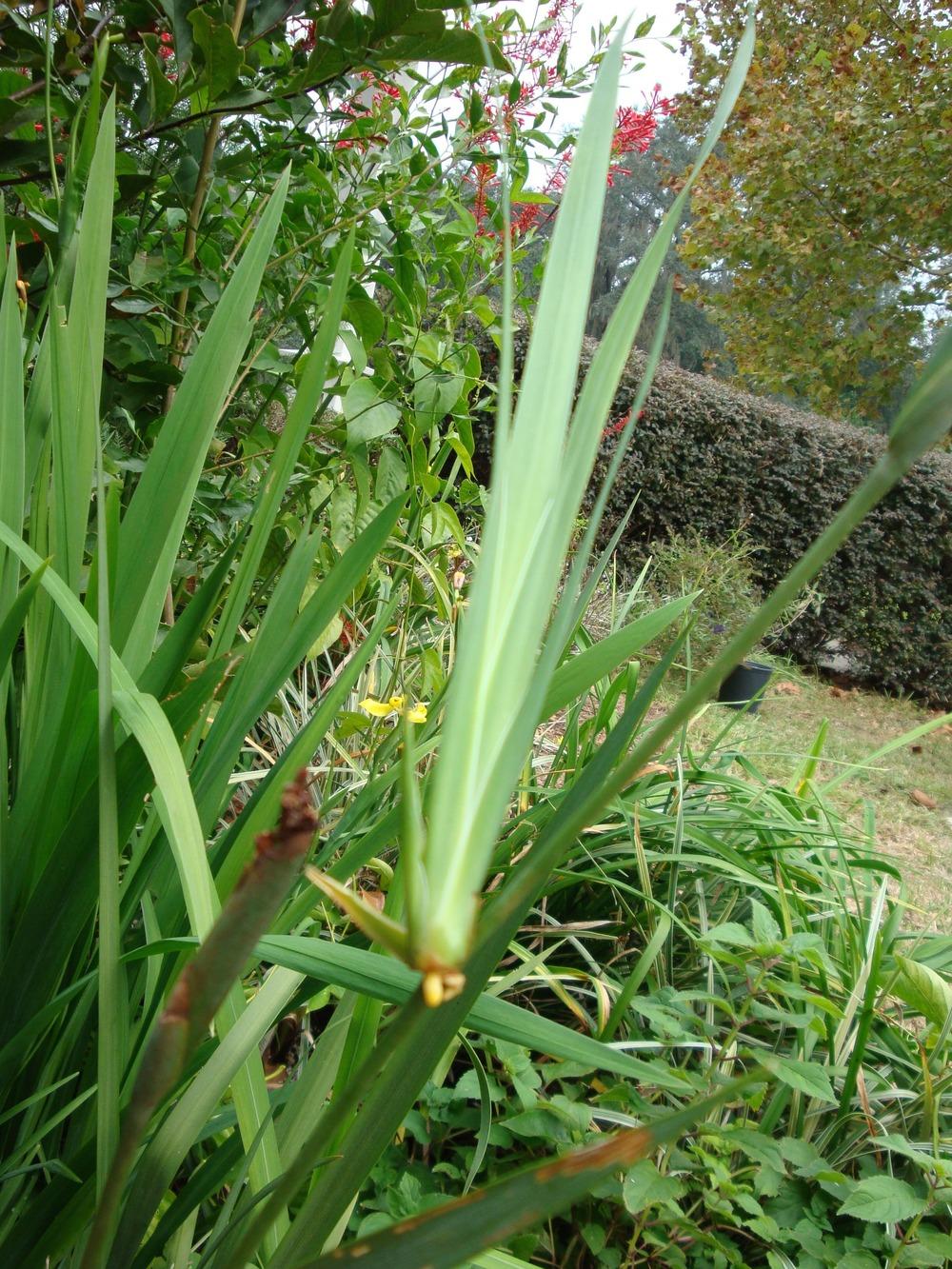 Photo of African iris (Dietes iridioides) uploaded by flaflwrgrl
