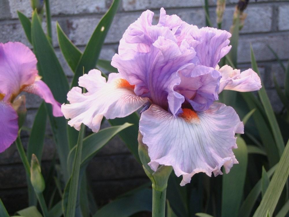 Photo of Tall Bearded Iris (Iris 'Belgian Princess') uploaded by janielouy