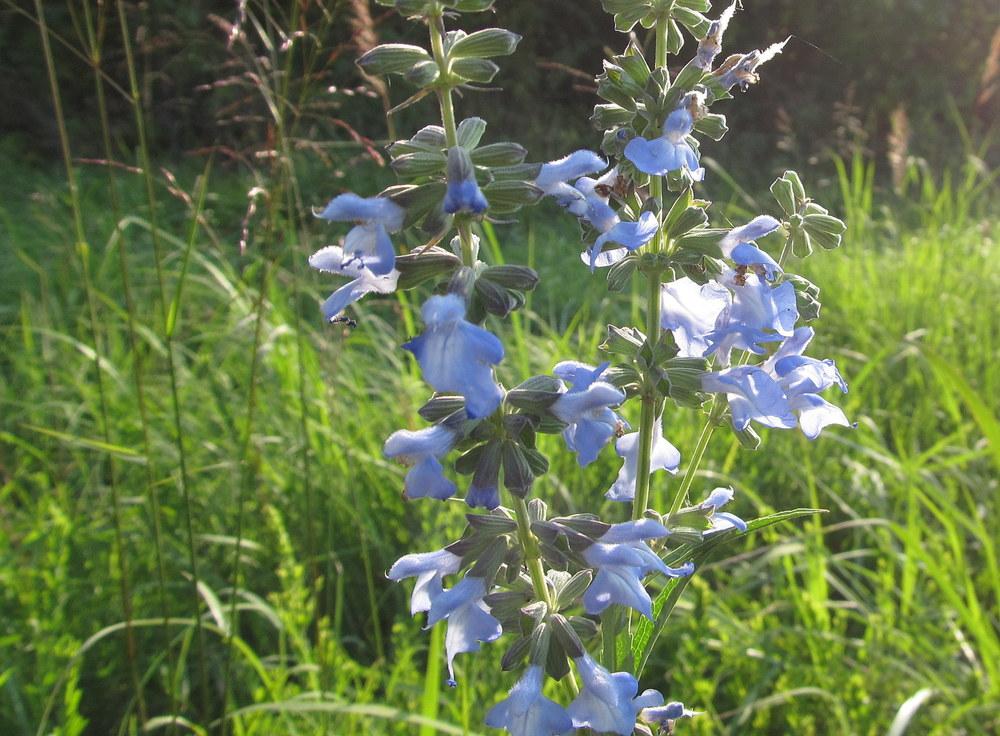 Photo of Blue Sage (Salvia azurea) uploaded by jmorth