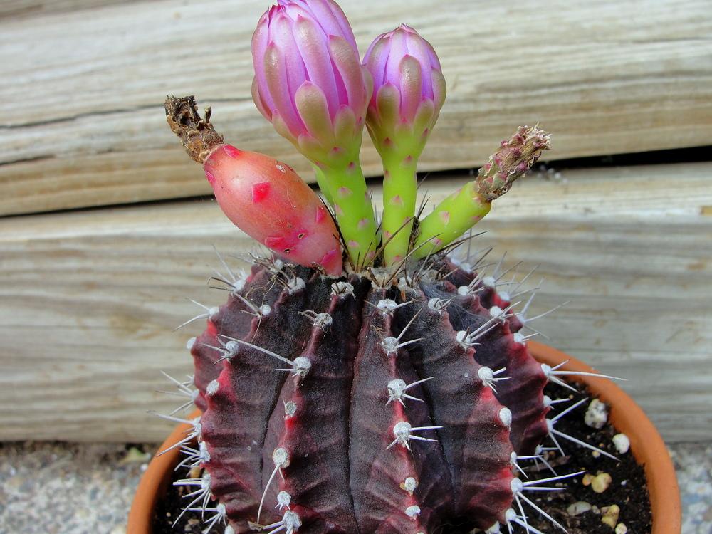 Photo of Chin Cactus (Gymnocalycium mihanovichii) uploaded by keithp2012