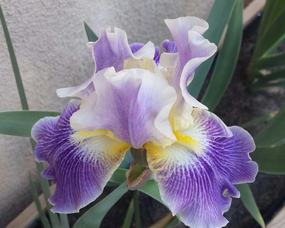 Photo of Tall Bearded Iris (Iris 'I I Stutter') uploaded by mesospunky