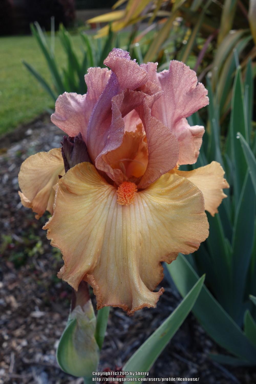 Photo of Tall Bearded Iris (Iris 'Earthborn') uploaded by Henhouse
