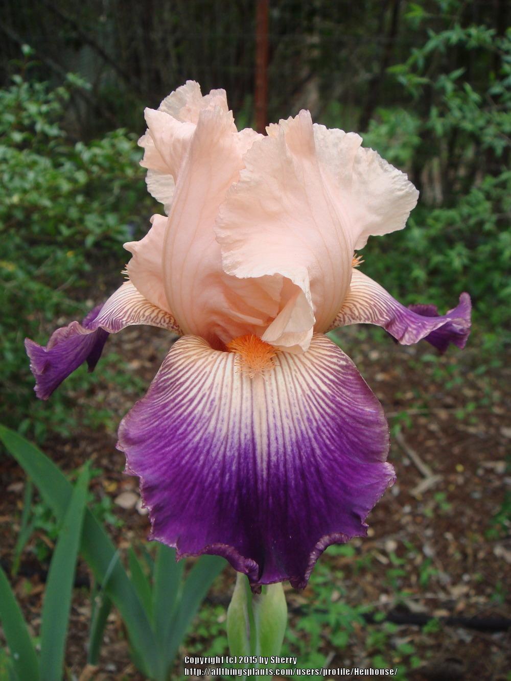 Photo of Tall Bearded Iris (Iris 'Notorious') uploaded by Henhouse