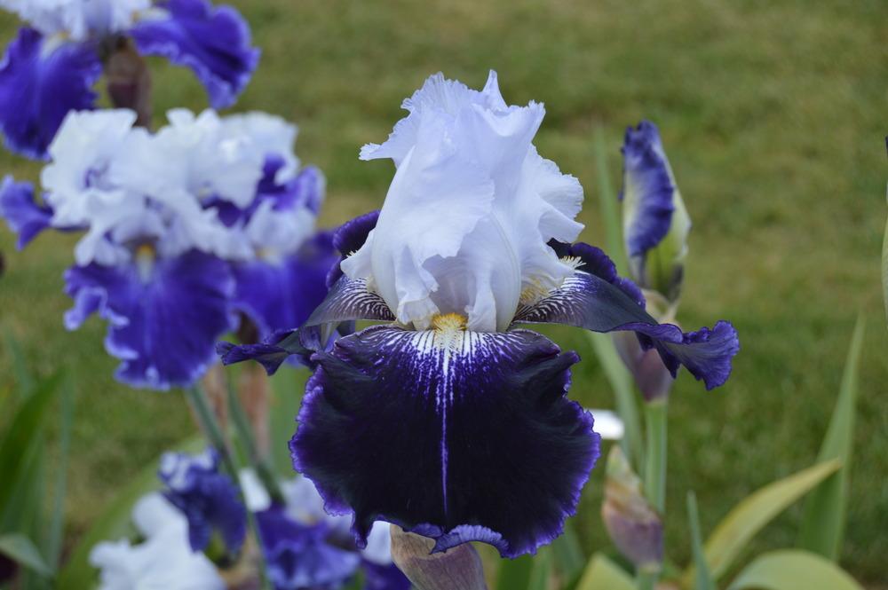 Photo of Tall Bearded Iris (Iris 'Tidal Raves') uploaded by KentPfeiffer