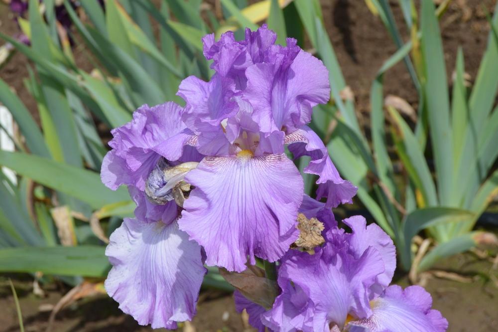 Photo of Tall Bearded Iris (Iris 'Whispering Lilacs') uploaded by KentPfeiffer