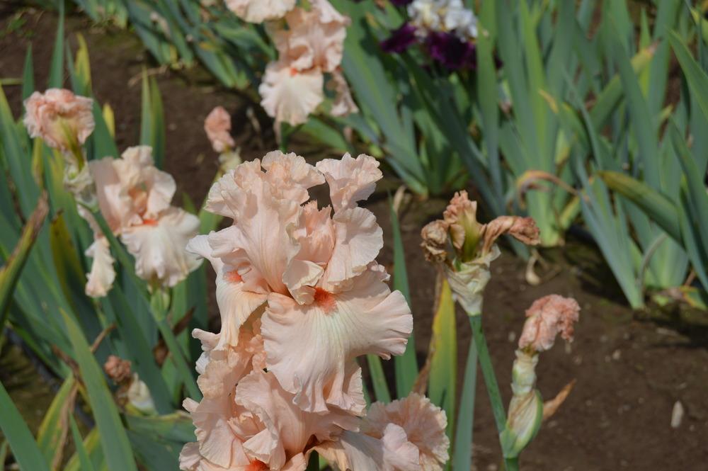 Photo of Tall Bearded Iris (Iris 'Whisper Her Name') uploaded by KentPfeiffer