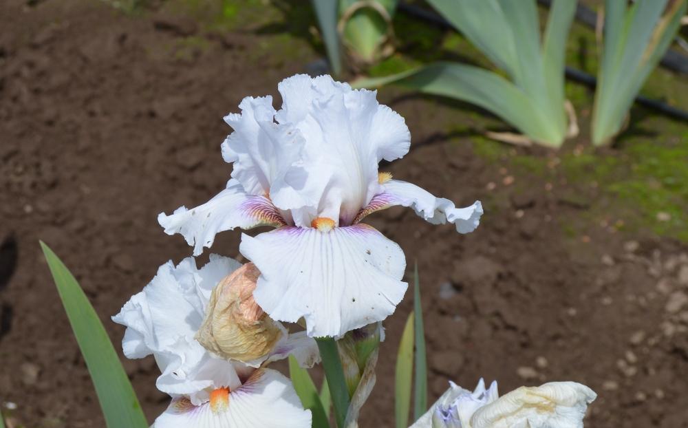 Photo of Tall Bearded Iris (Iris 'Wish List') uploaded by KentPfeiffer