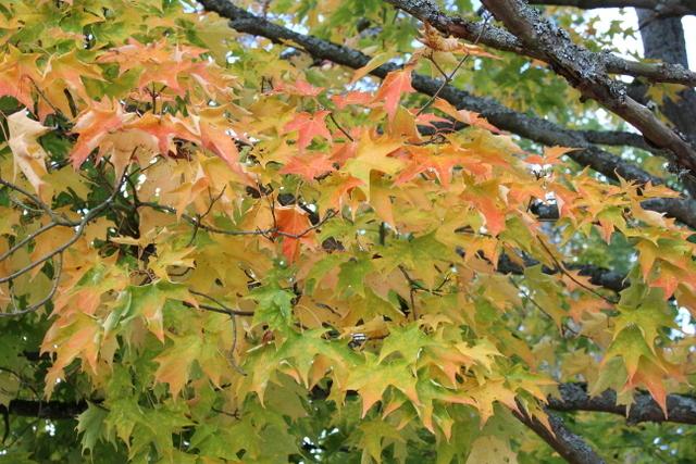 Photo of Silver Maple (Acer saccharinum) uploaded by RuuddeBlock