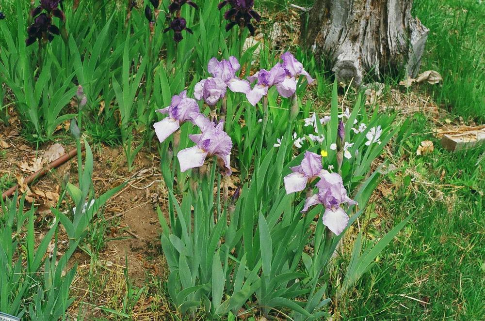 Photo of Intermediate Bearded Iris (Iris 'Fancy Caper') uploaded by irisarian