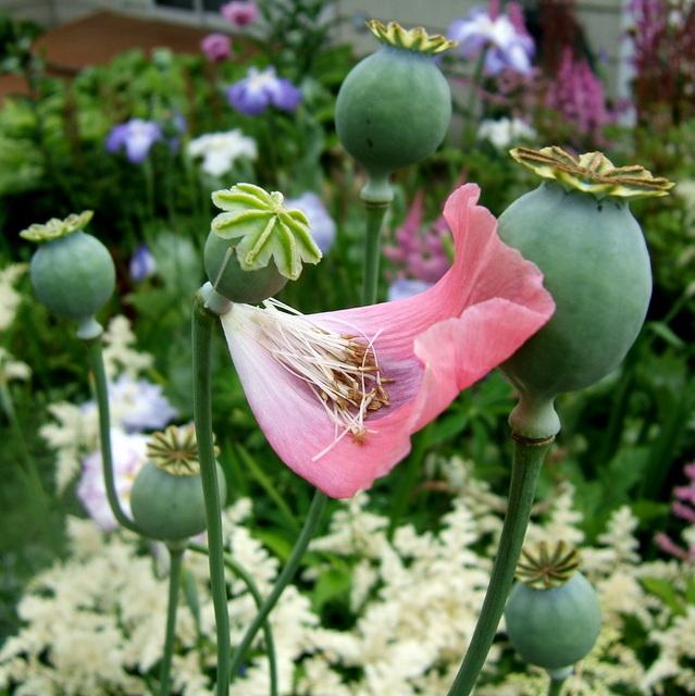 Photo of Opium Poppy (Papaver somniferum) uploaded by pirl
