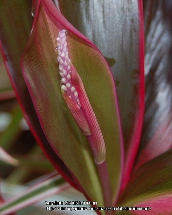 Photo of Ti Plant (Cordyline fruticosa 'Red Sister') uploaded by purpleinopp