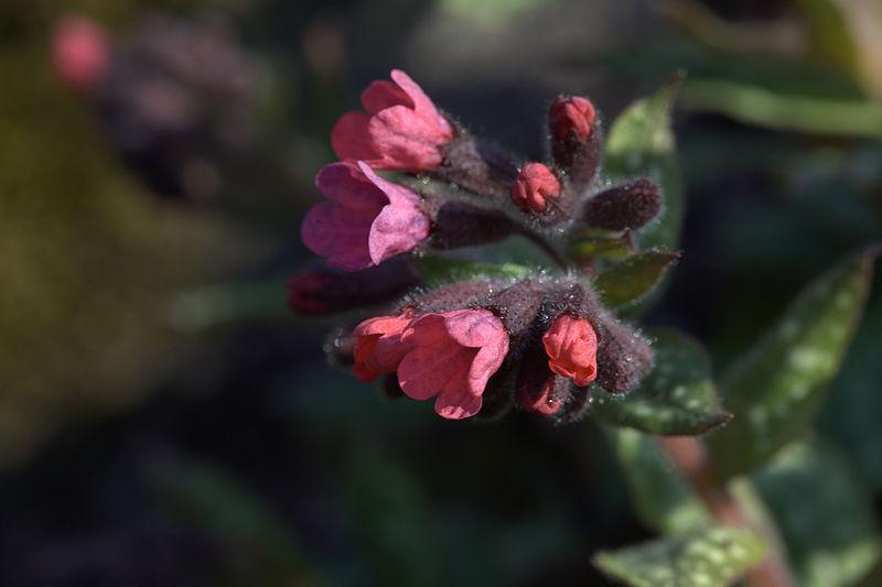 Photo of Lungwort (Pulmonaria saccharata 'Leopard') uploaded by robertduval14
