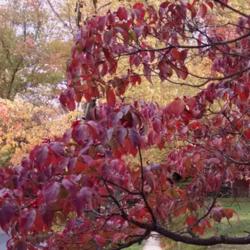 Location: Maryland
Date: 2015-10-24
Leaves turn a deep red in the autumn
