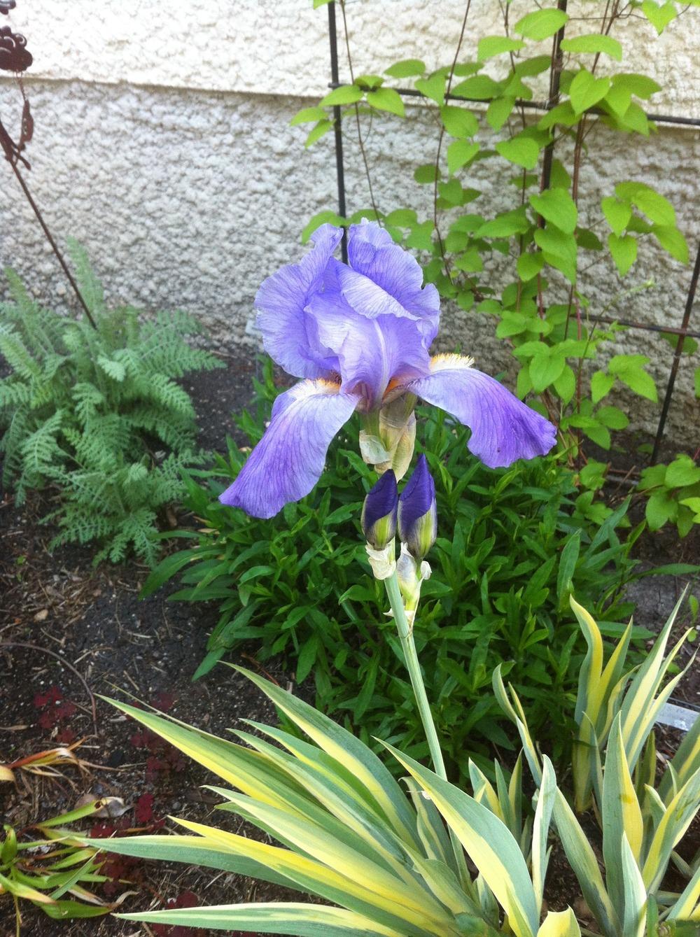 Photo of Species Iris (Iris pallida 'Zebra') uploaded by DebbieC