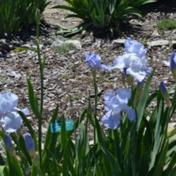 Location: Sass Memorial Iris Garden near Ashland, NE
Date: 2015-05-21