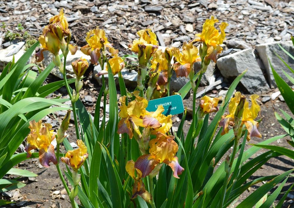 Photo of Tall Bearded Iris (Iris 'Euphony') uploaded by KentPfeiffer