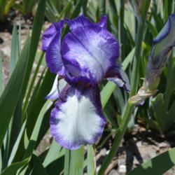 Location: Sass Memorial Iris Garden near Ashland, NE
Date: 2015-05-21
