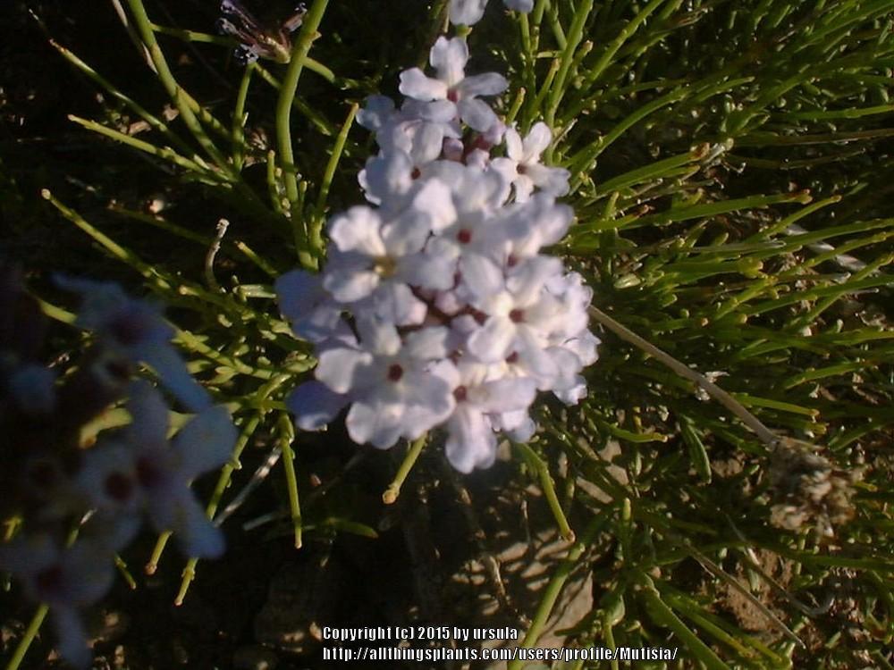 Photo of Mulguraea scoparia uploaded by Mutisia