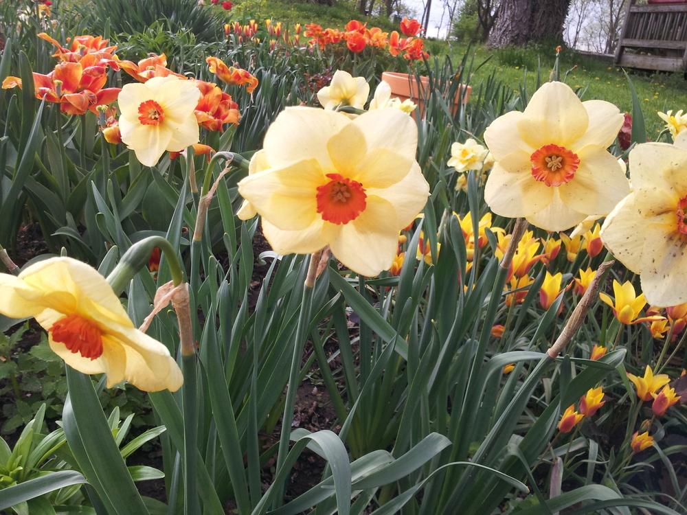 Photo of Small Cupped Daffodil (Narcissus 'Altruist') uploaded by gemini_sage