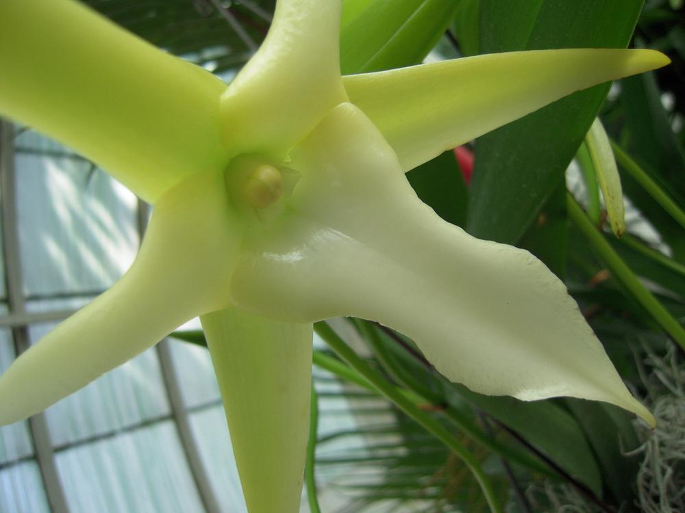 Photo of Darwin's Star Orchid (Angraecum sesquipedale) uploaded by robertduval14