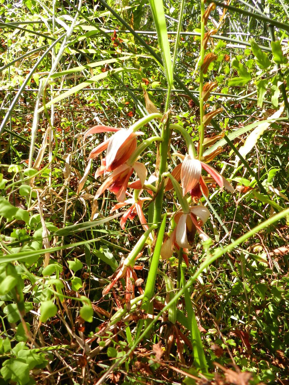 Photo of Nun's Cap Orchid (Calanthe tankervilleae) uploaded by Gleni