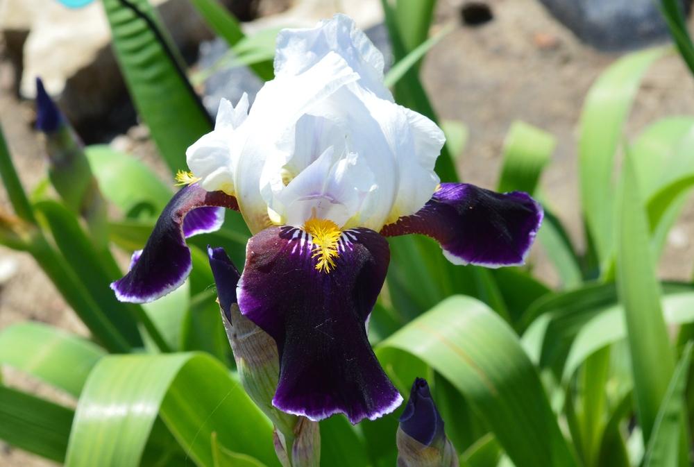 Photo of Tall Bearded Iris (Iris 'Melody') uploaded by KentPfeiffer