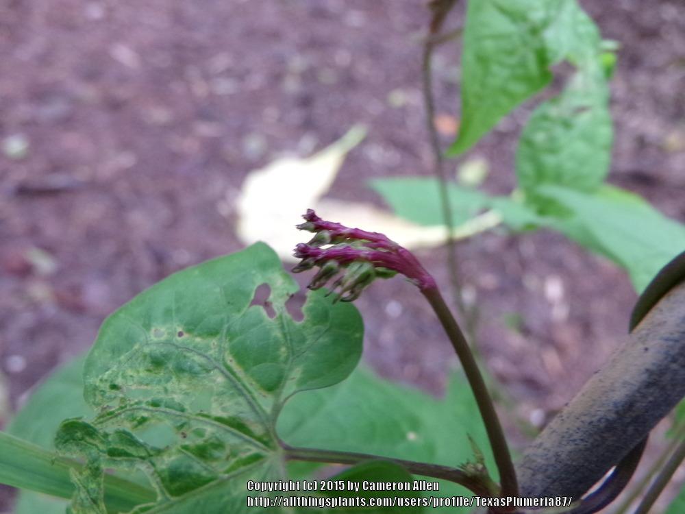 Photo of Firecracker Vine (Ipomoea lobata) uploaded by TexasPlumeria87