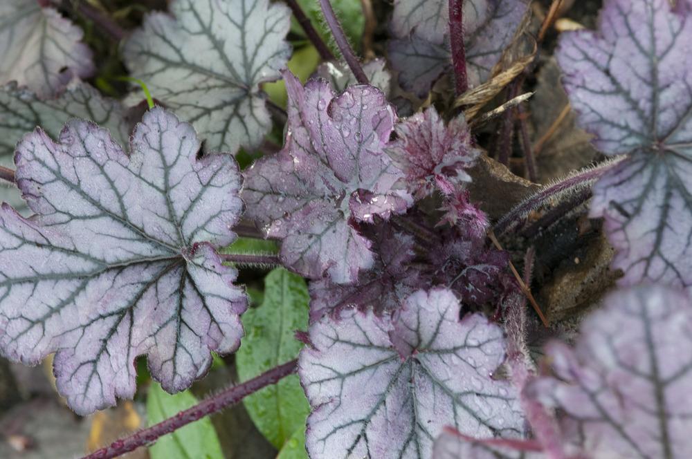 Photo of Coral Bells (Heuchera 'Spellbound') uploaded by cliftoncat