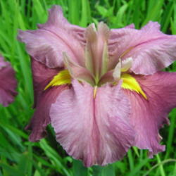 Location: My Iris Patch Slidell Louisiana
Date: 2012-04- 06
very large flower