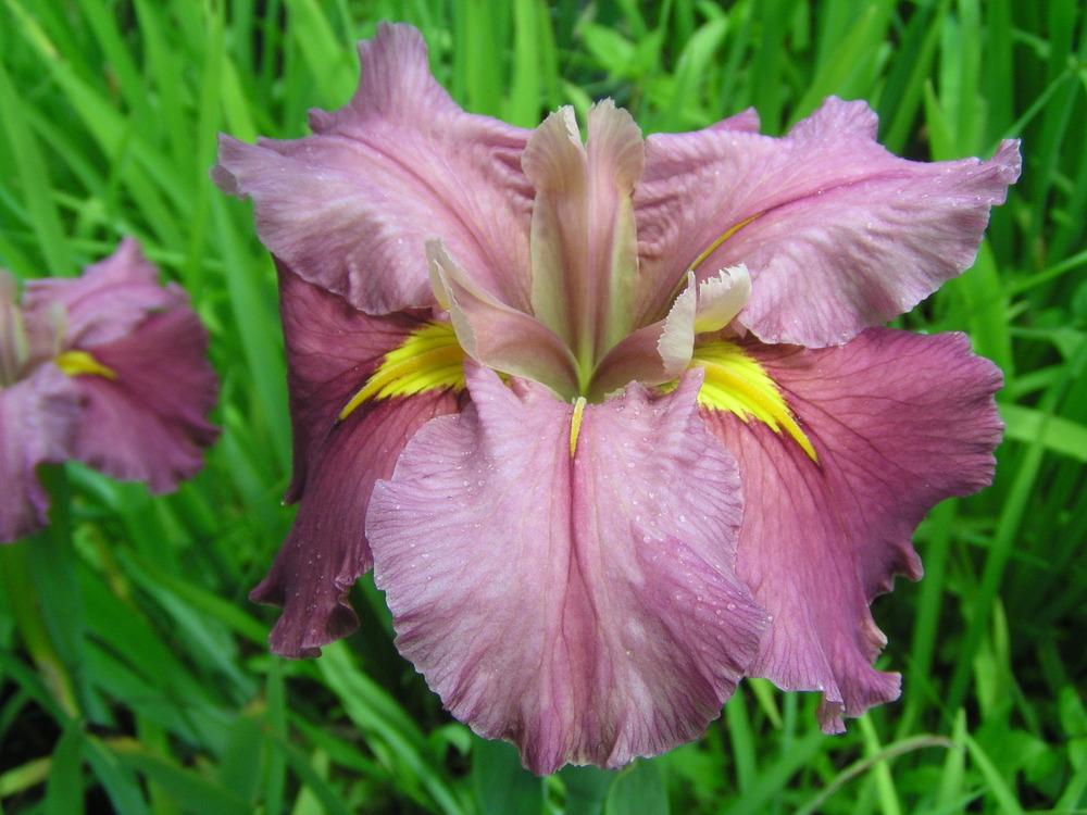Photo of Louisiana Iris (Iris 'Chelsea Bell') uploaded by Benny