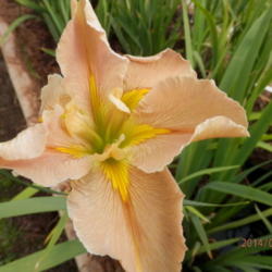 Location: My Iris Patch Slidell Louisiana
Date: 2014-04-13
Nice color with signal on petals as well as the sepals