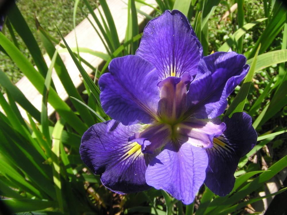 Photo of Louisiana Iris (Iris 'Brandon's Choice') uploaded by Benny