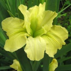 Location: My garden
Date: 2015-04-20
good substance for a yellow Louisiana iris