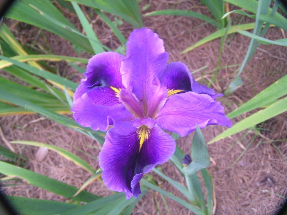 Photo of Louisiana Iris (Iris 'Connor's Choice') uploaded by Benny