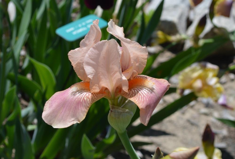 Photo of Tall Bearded Iris (Iris 'Pink Lace') uploaded by KentPfeiffer