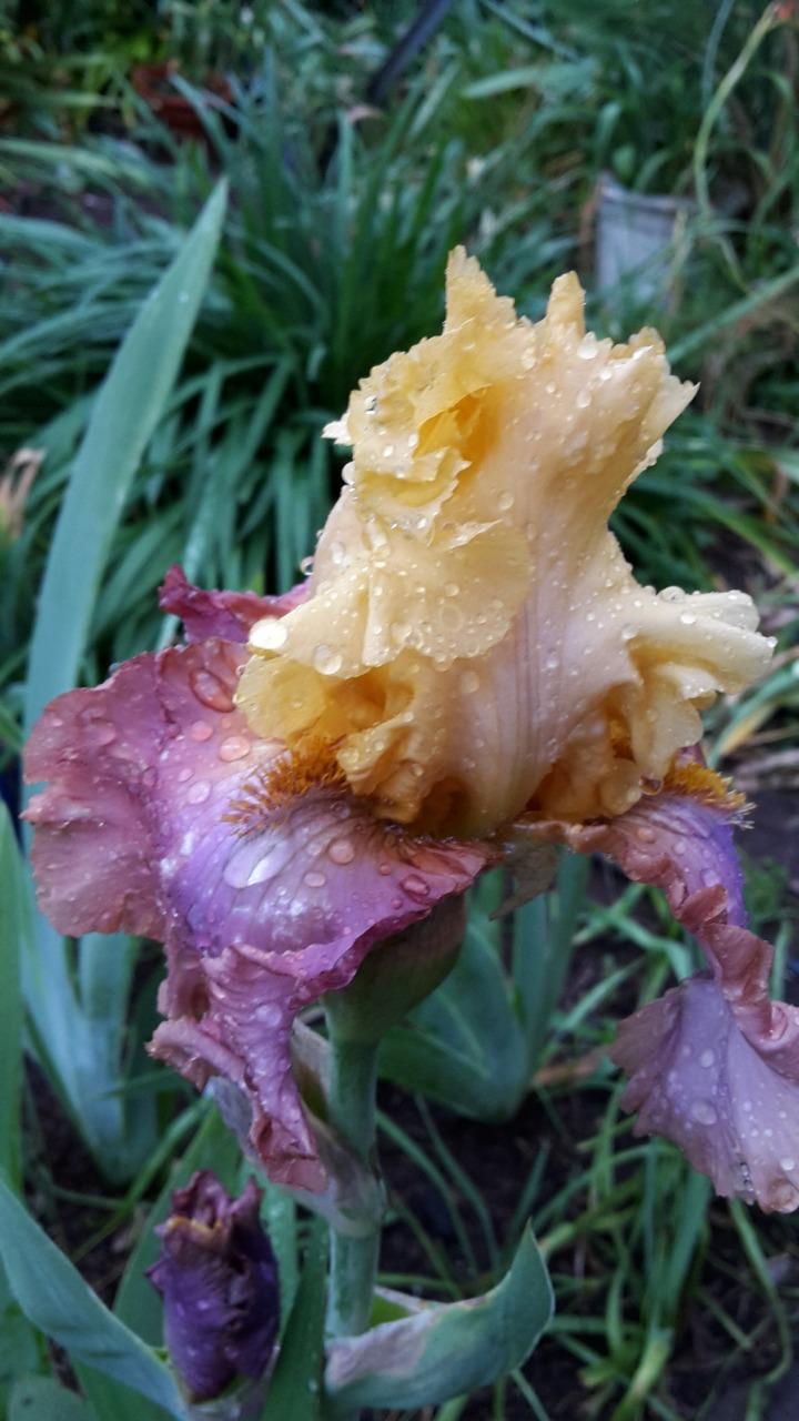 Photo of Tall Bearded Iris (Iris 'Sweet Charm') uploaded by MissJessGiddings