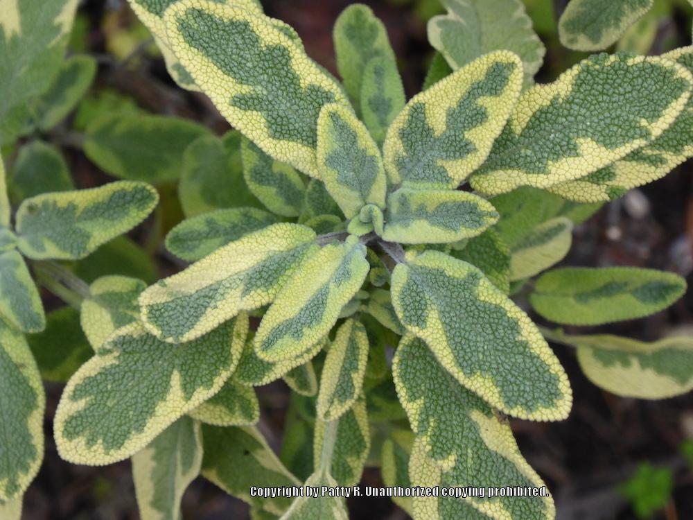 Photo of Variegated Golden Sage (Salvia officinalis 'Icterina') uploaded by Patty