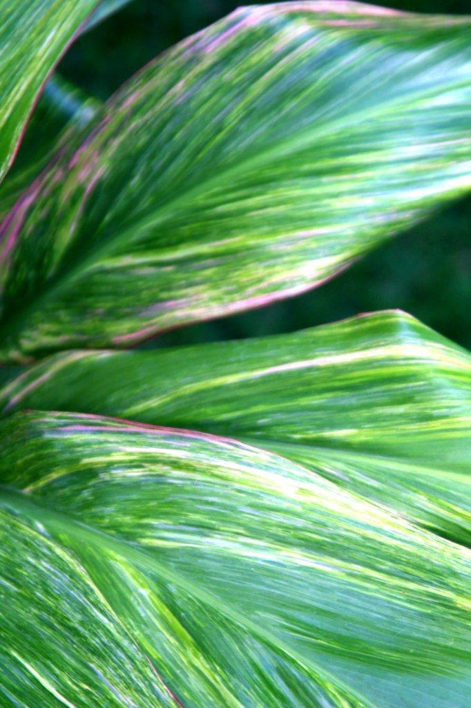 Photo of Ti Plant (Cordyline fruticosa 'Oahu Rainbow') uploaded by ScotTi