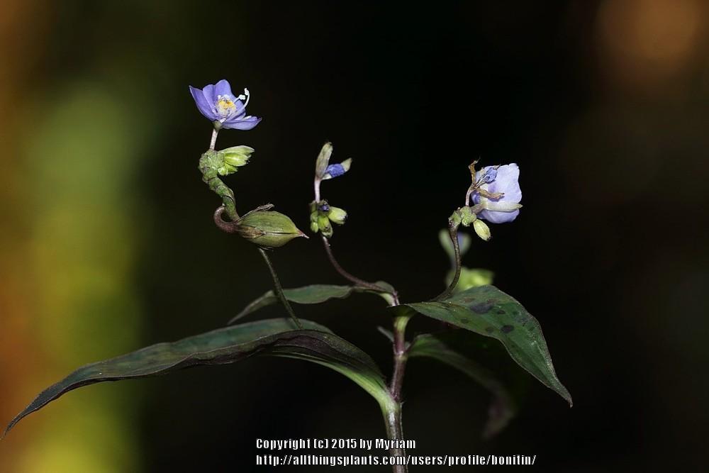 Photo of Spotted Inch Plant (Tinantia pringlei) uploaded by bonitin